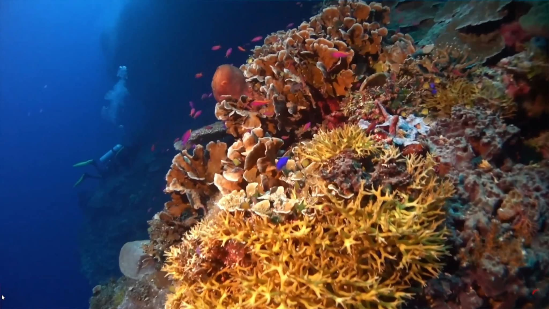 Batu Bolong Dive Site: One of the Best Diving Spots in Komodo National Park