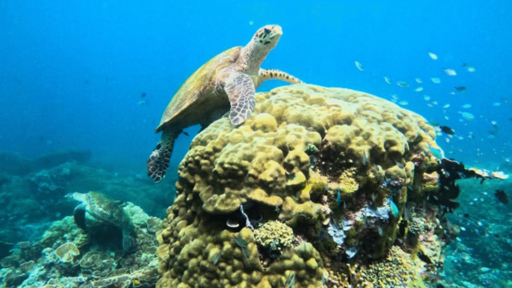 Castle Rock Dive Site: One of the Best Diving Spots in Komodo National Park
