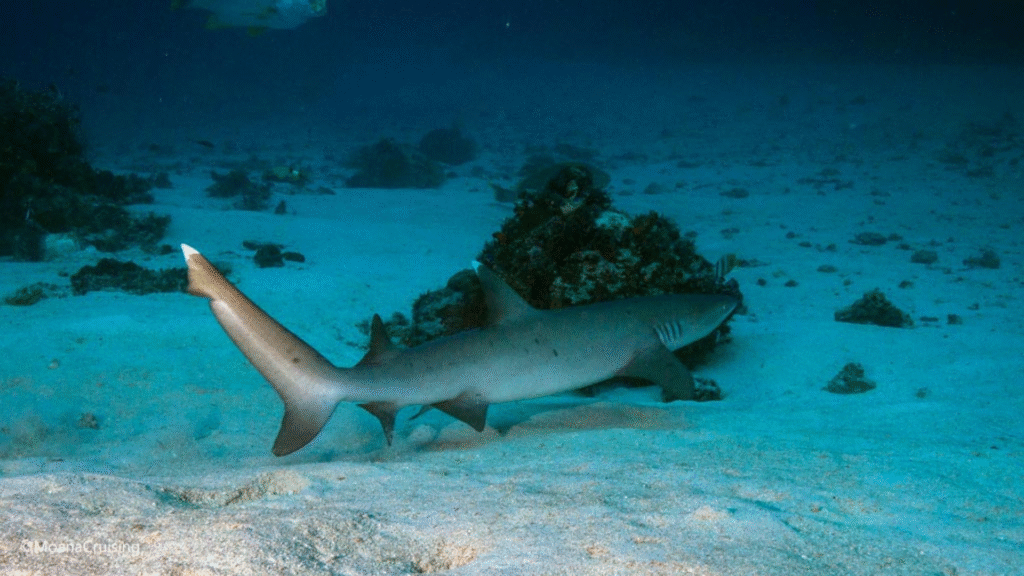 The Cauldron Dive Site: An Exhilarating Drift Dive in Komodo National Park