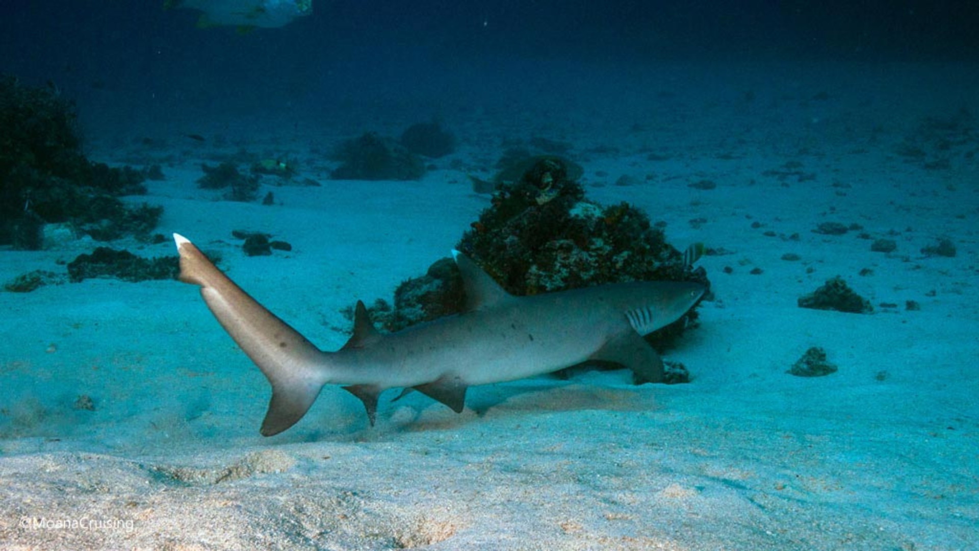 The Cauldron Dive Site: An Exhilarating Drift Dive in Komodo National Park