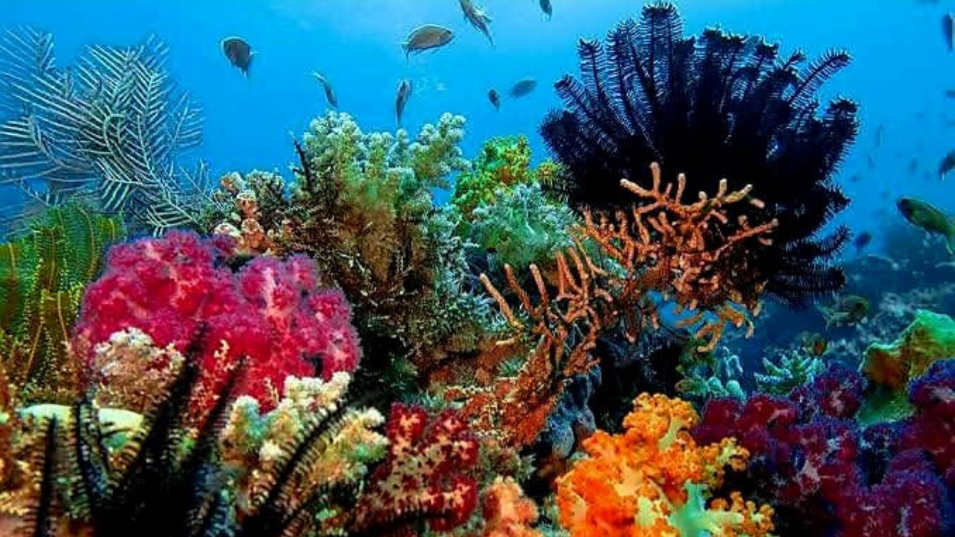 Siaba Kecil Dive Site: A Colorful Underwater Paradise in Komodo National Park
