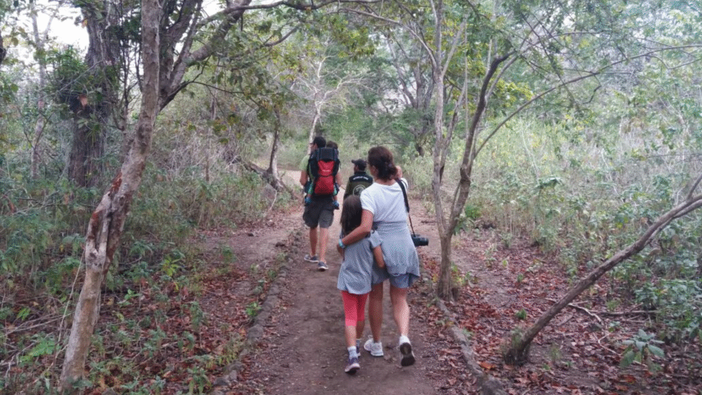 Komodo Island Trek: A Complete Guide to Hiking with Komodo Dragons