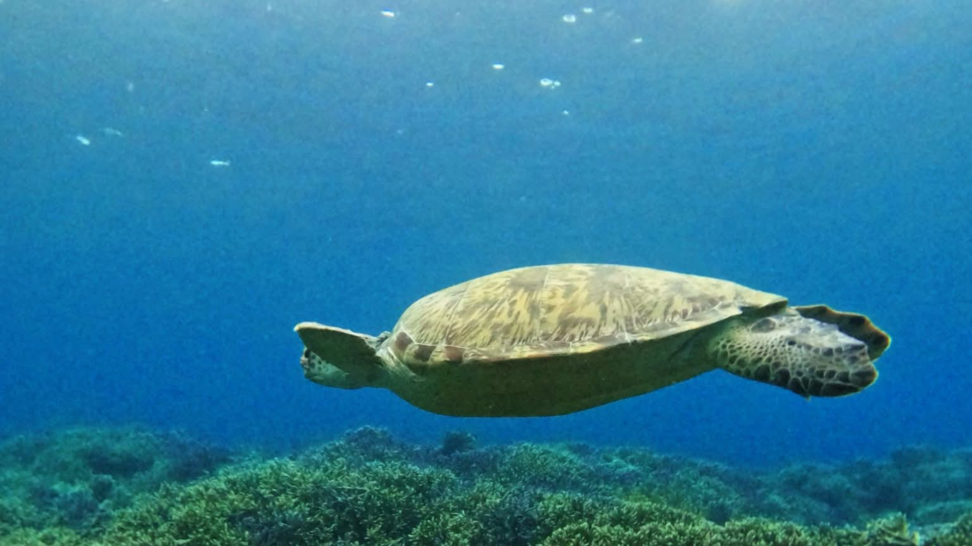 Flores to Lombok Cruise: Discover Indonesia by Sea