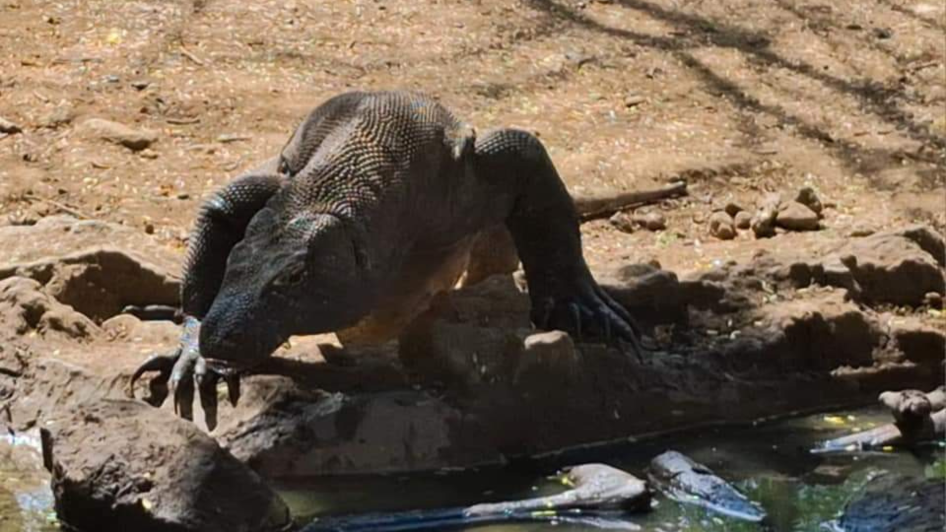 Komodo Dragon Social Behavior: How Do Komodo Dragons Interact?