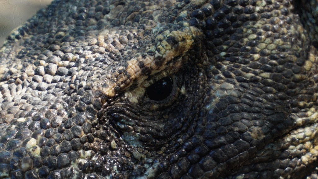 One Day Komodo Cruise Excursion: Explore the Best of Komodo in One Day