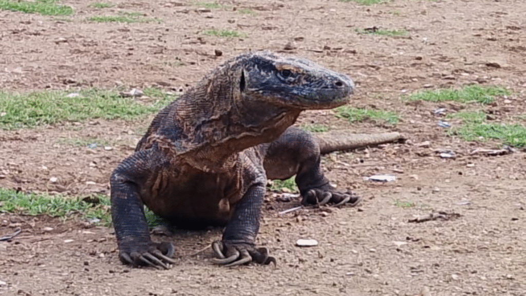 What to Do in Komodo on a Cruise: A Complete Guide for First-Time Visitors