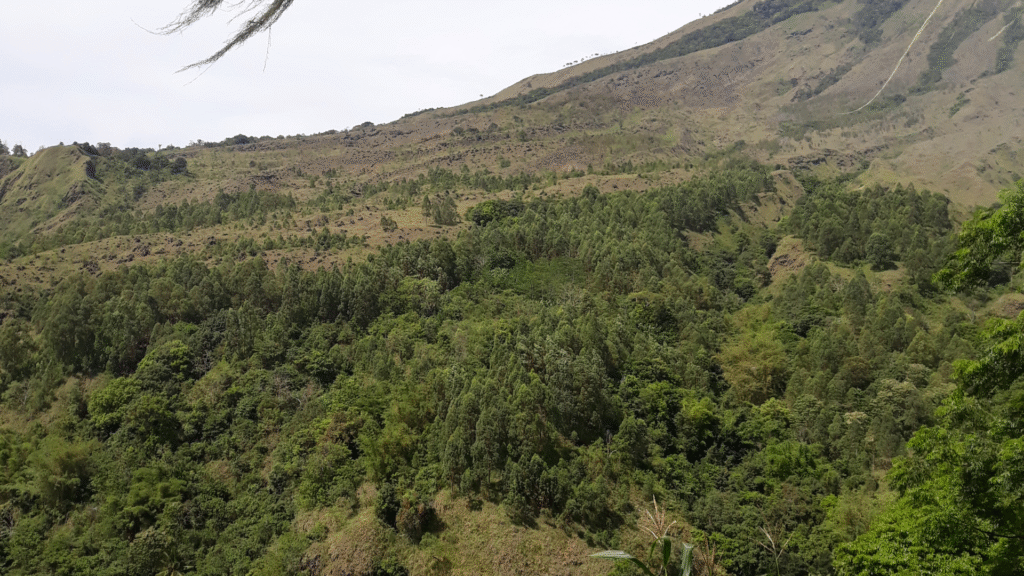 Flores Indonesia Earthquake: Travel Update and Safety Information