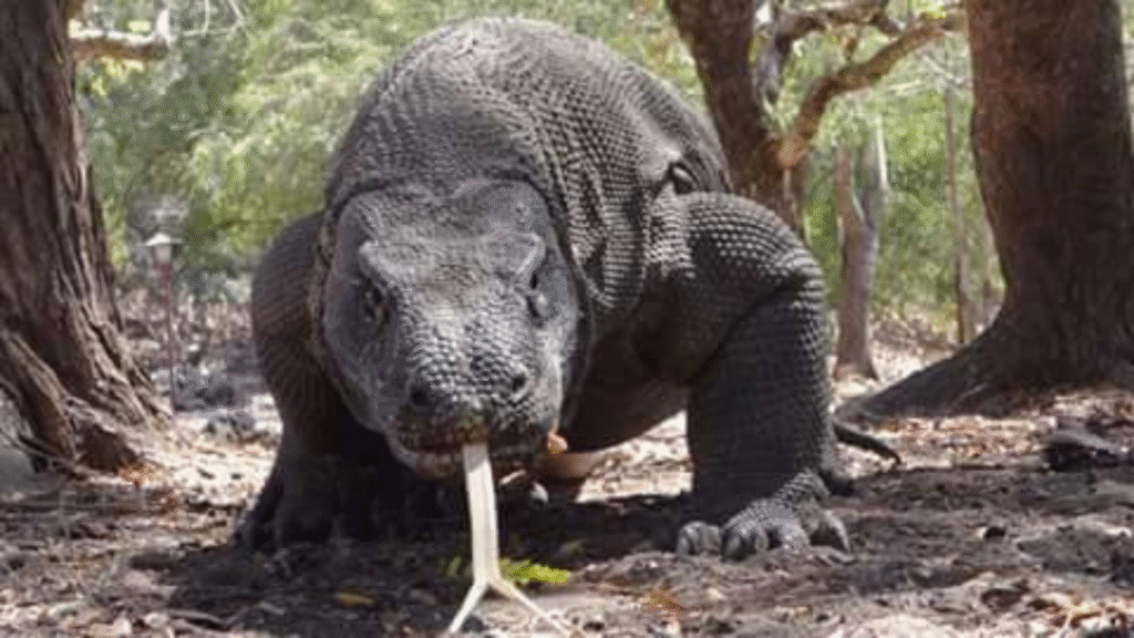 How Many Days in Komodo: Plan the Right Length for Your Trip