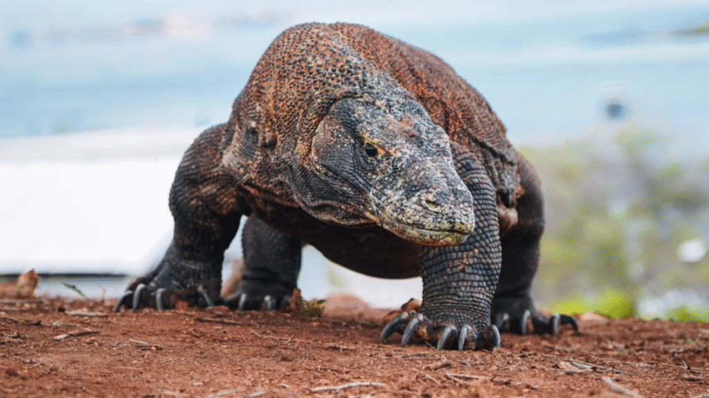 What to Wear in Komodo: Dress Comfortably for Your Adventure