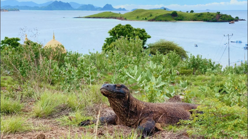 Komodo Island Entrance Fee: What Travelers Should Know