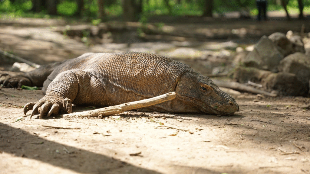 Komodo Island Trip: Plan Your Perfect Island Adventure