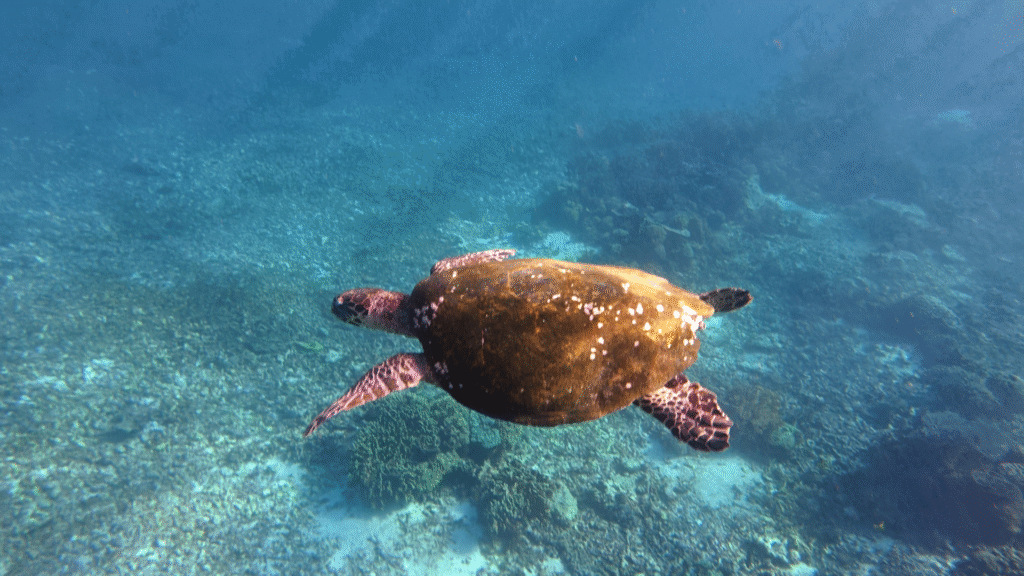 Komodo Diving Tour: Explore the Underwater World