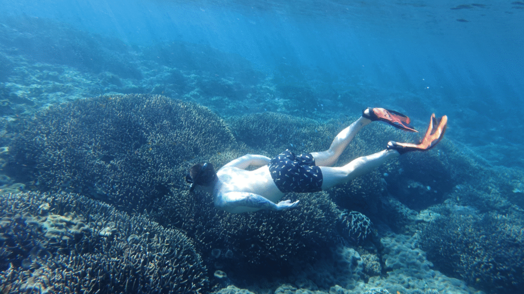 Komodo Dive Trip: Plan Your Underwater Adventure