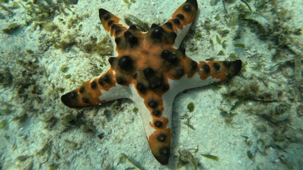 Komodo Scuba Diving: Explore Indonesia's Underwater Paradise