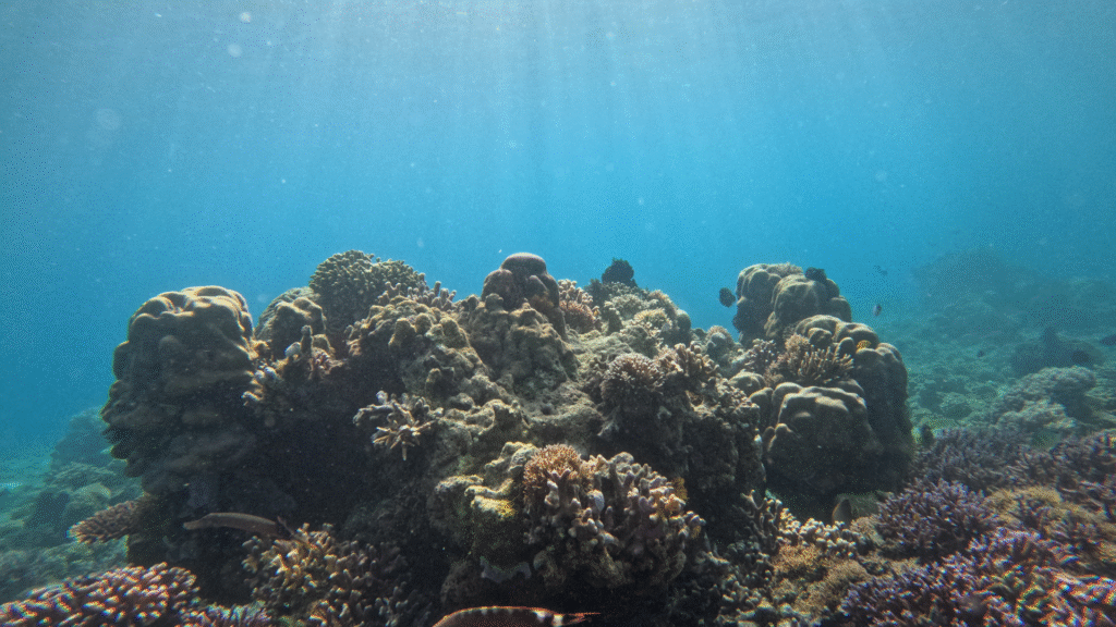 Komodo Dive Cruise: Explore the Underwater World