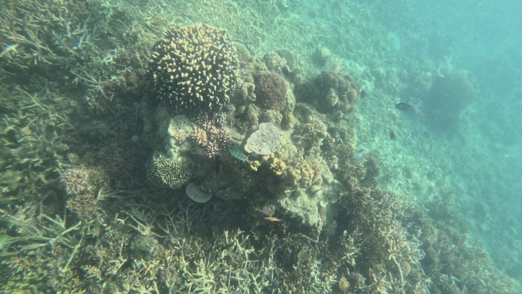Komodo Diving Indonesia: Discover an Amazing Underwater World