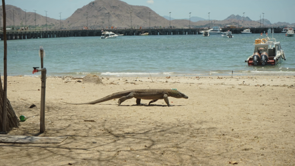 17 August in Komodo: Experience Indonesia's Independence Day in Paradise