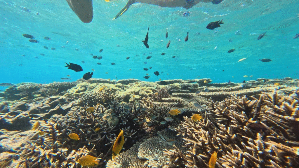 Labuan Bajo Diving: Explore the Underwater World of Komodo