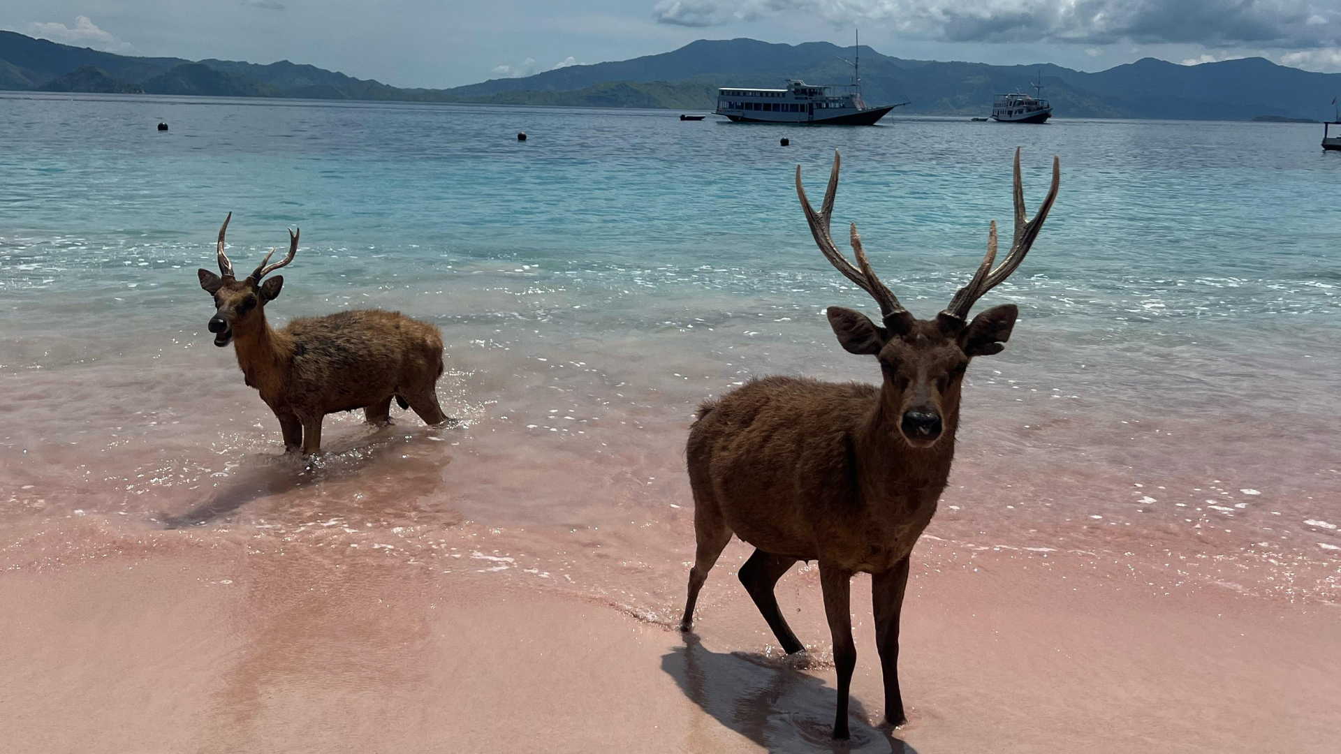 Labuan Bajo Wildlife Tour: Discover the Unique Animals of Flores