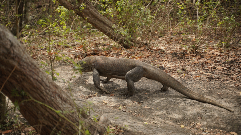 Komodo National Park Wildlife: What Animals Can You See?