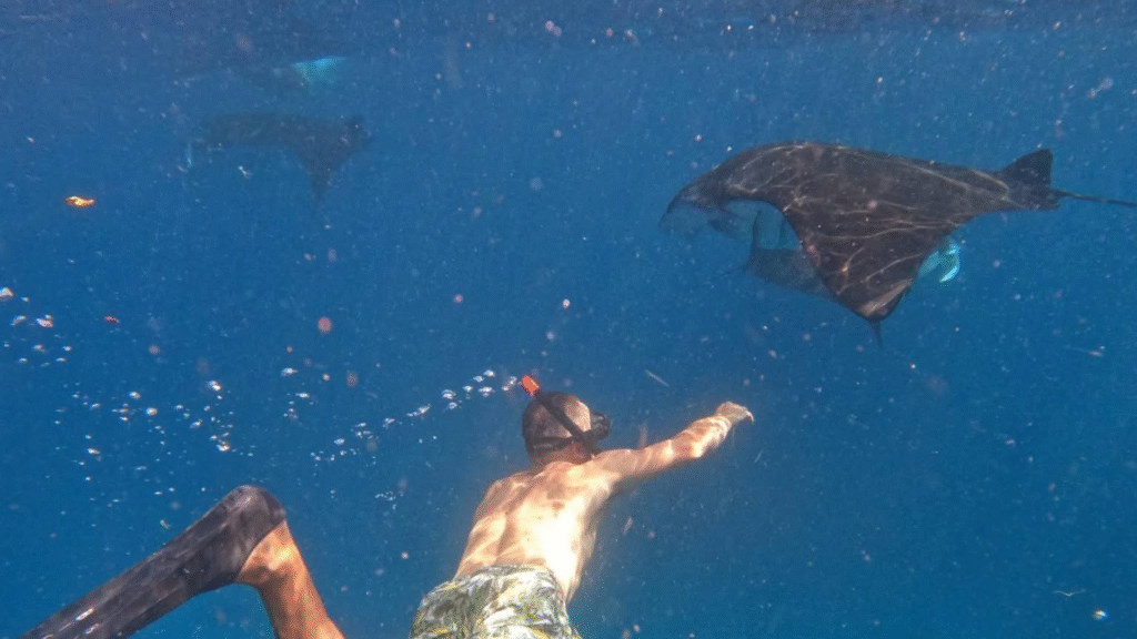 Komodo Island Snorkeling Guide: Best Spots for Beginners