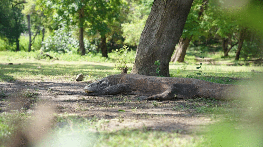 Komodo Island Entrance Ticket: What Travelers Should Know