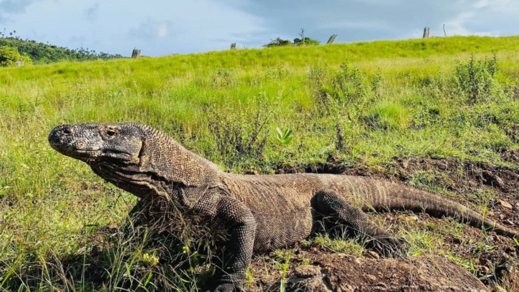 Visiting Komodo National Park: Essential Travel Guide