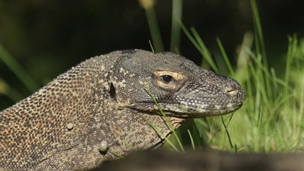 Independence Day in Komodo: A Unique Experience in Indonesia