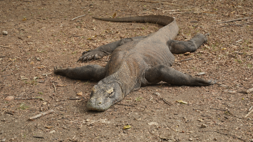 Komodo Travel Guide: Everything You Need Before You Go