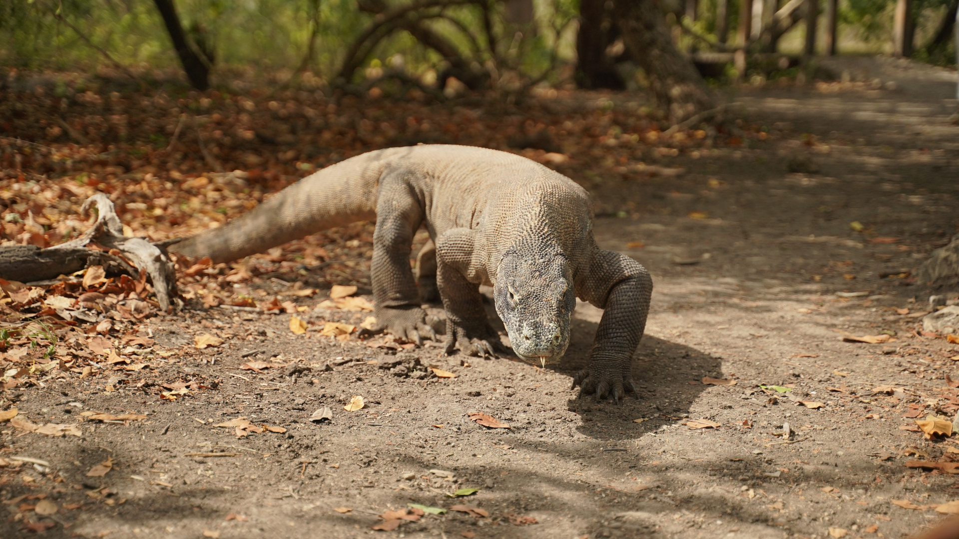 Why Visit Komodo Island: Discover One of Indonesia's Greatest Wonders