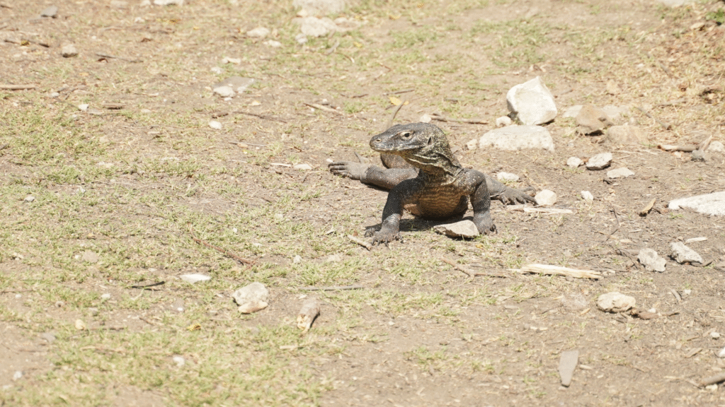 Labuan Bajo to Komodo 3 Days Tour: Explore the Islands by Sea