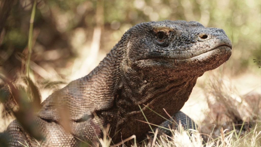 Komodo Tour Guide: Everything You Need to Know Before Your Trip