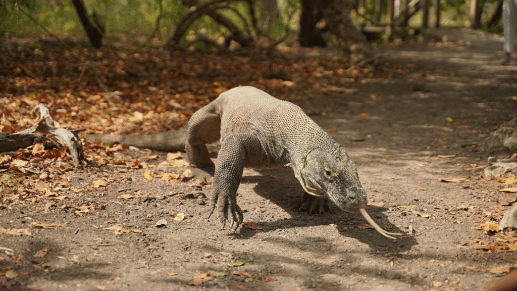 Komodo Island Tour Guide: What to Know Before Visiting