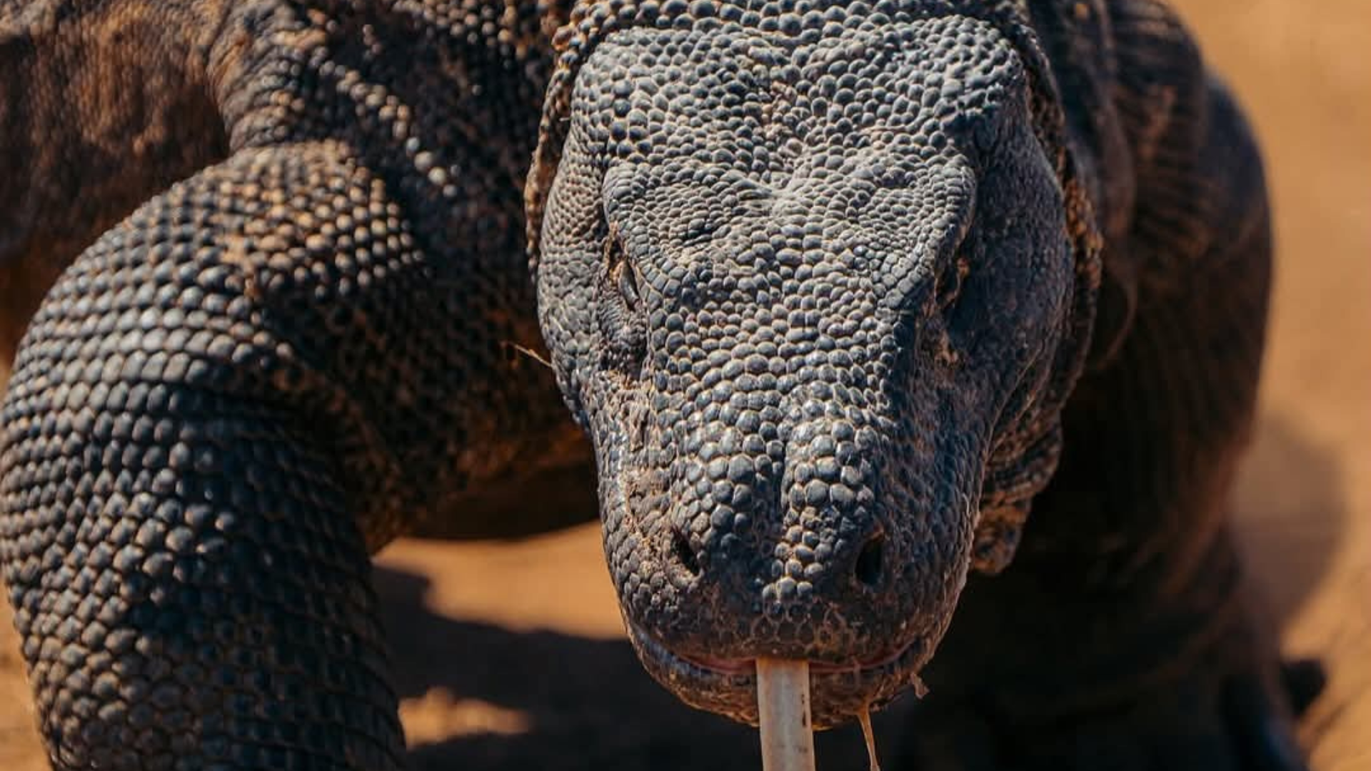 What to Pack for a Komodo Island Trip: Complete Guide