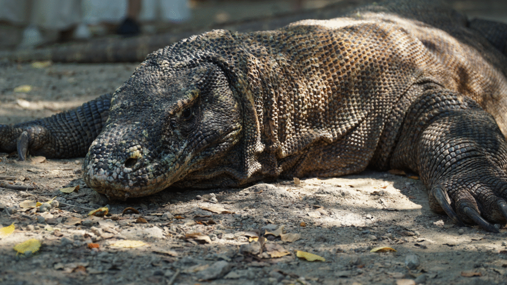 Komodo Shore Excursion From Labuan Bajo Cruise Port