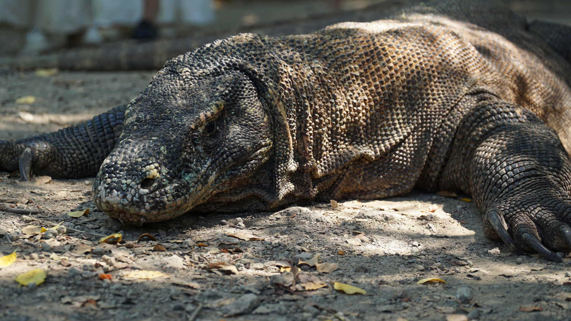 Komodo Shore Excursion From Labuan Bajo Cruise Port