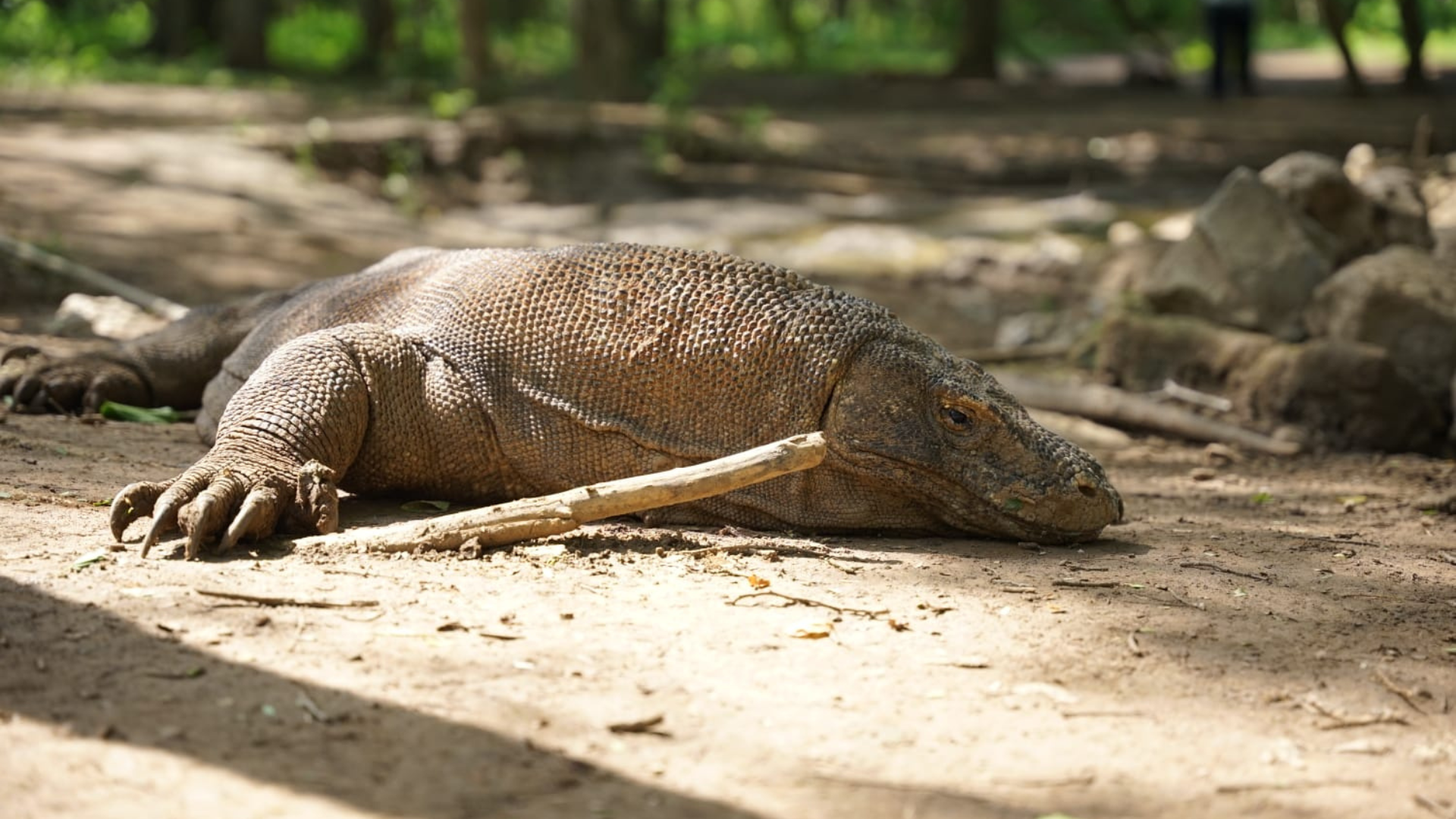 Komodo Island Tour Package: What to Expect