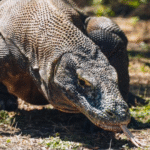 Komodo Island Tour Itinerary: A Day-by-Day Guide