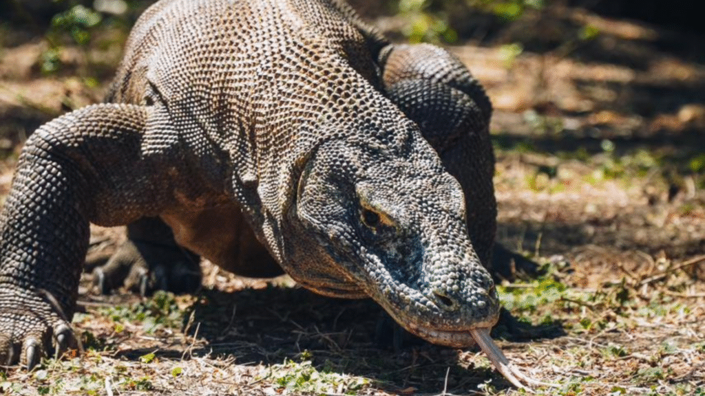 Komodo Island Excursion From a Cruise Ship