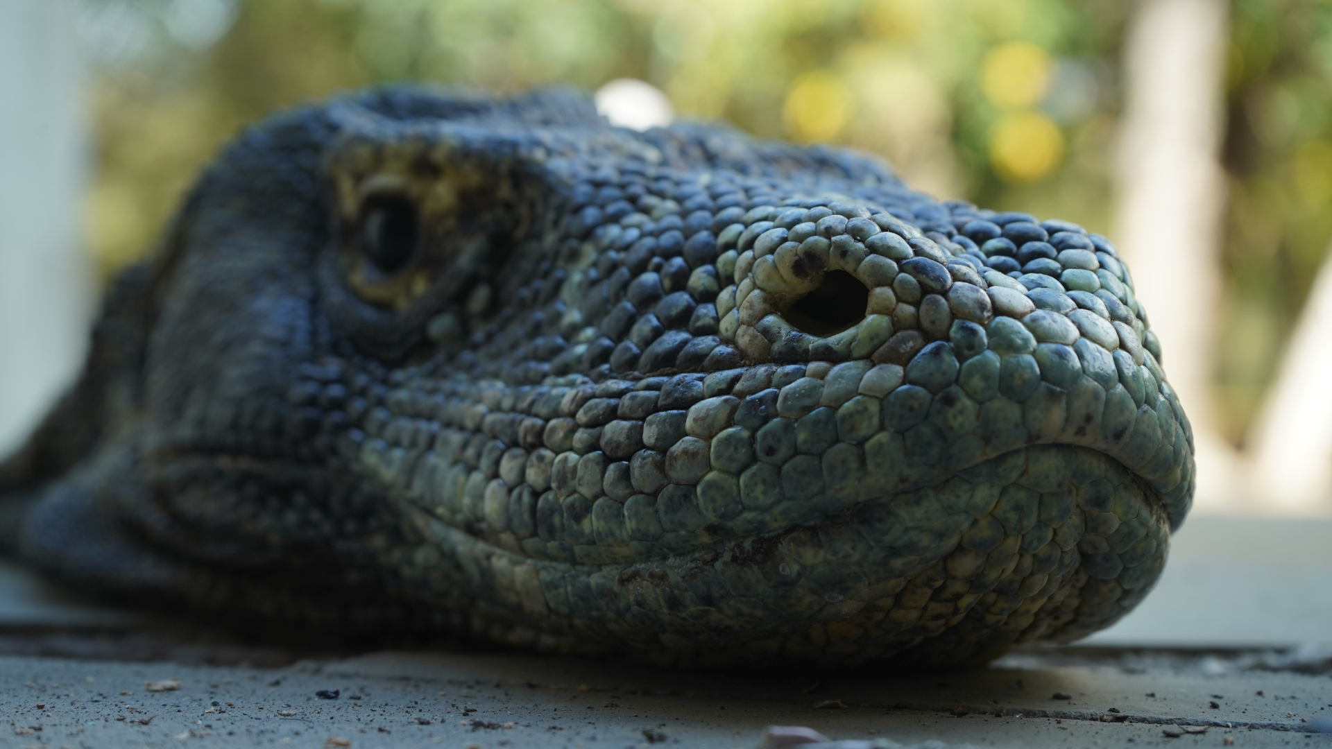Komodo Island Tour: What to Expect on Your First Visit