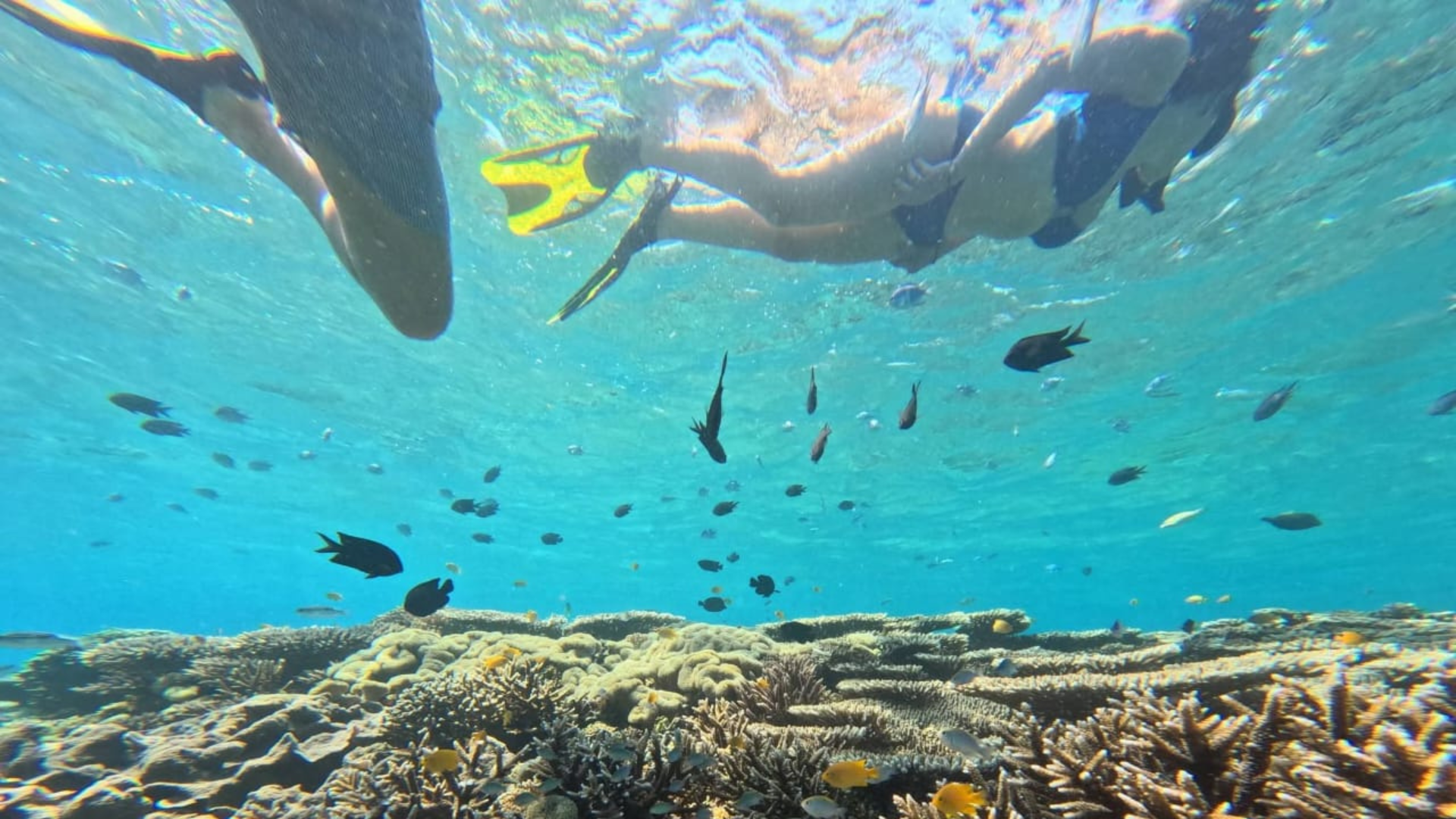 Private Komodo Snorkeling Trip: Best Spots and Tips