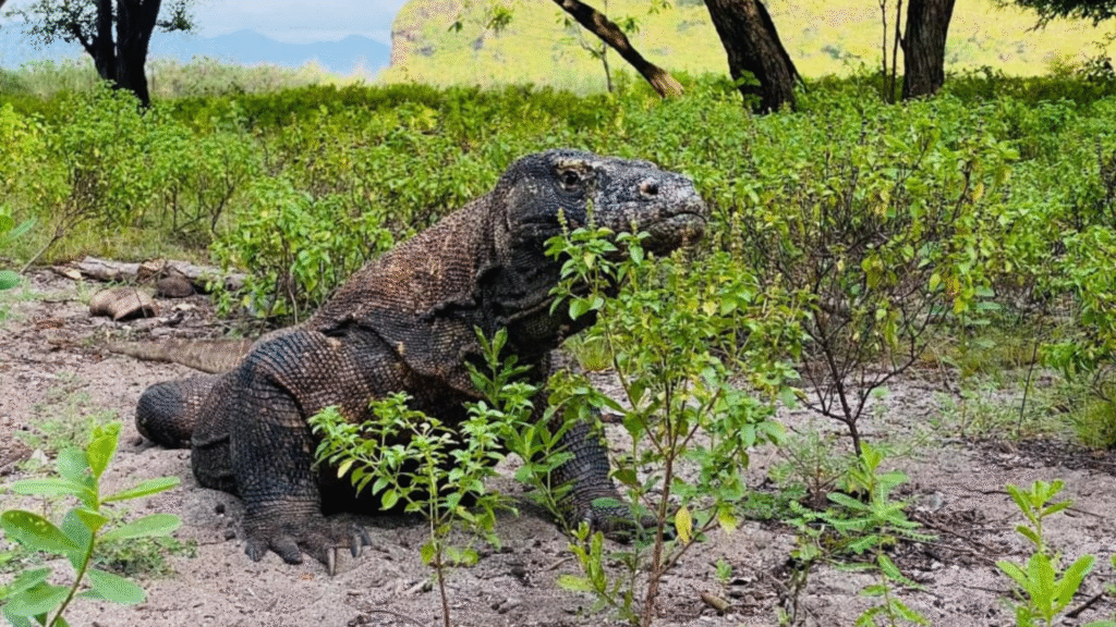 Komodo Island for Adventure Travelers