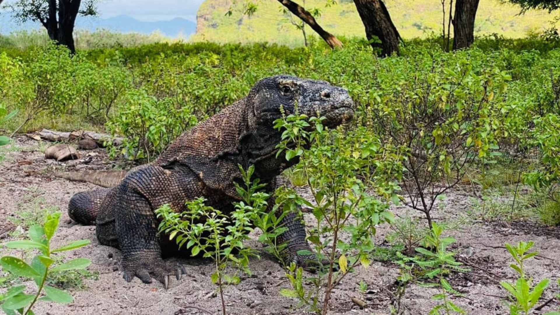Komodo Island for Adventure Travelers