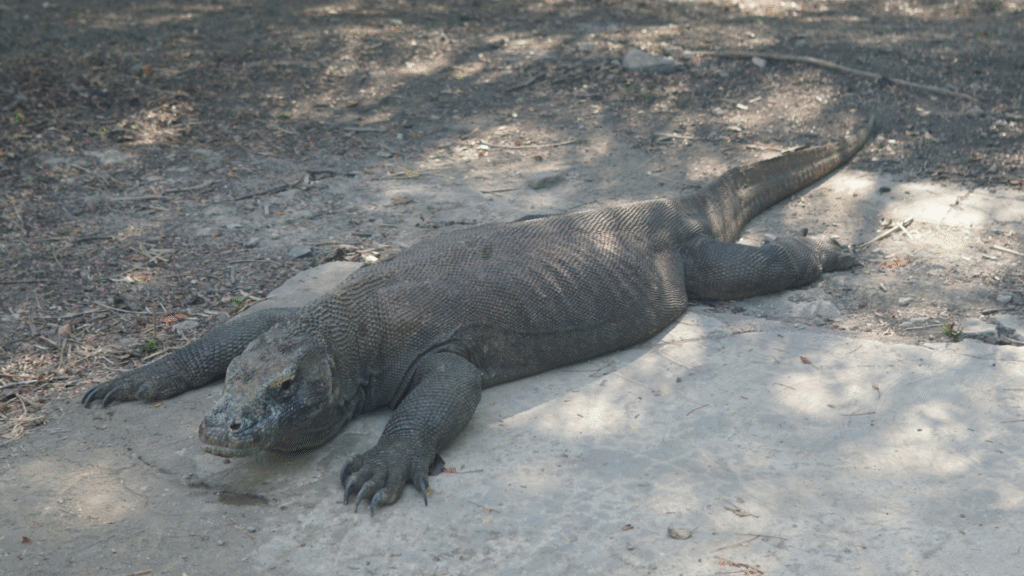 https://id.wikipedia.org/wiki/Taman_Nasional_Komodo