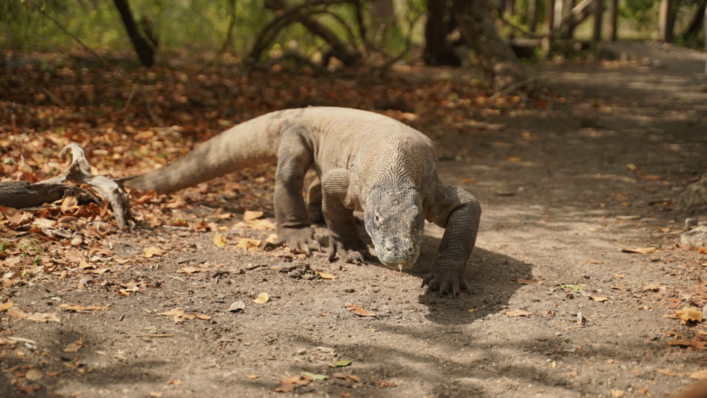 Private Komodo Cruise Experience: What to Expect on Board